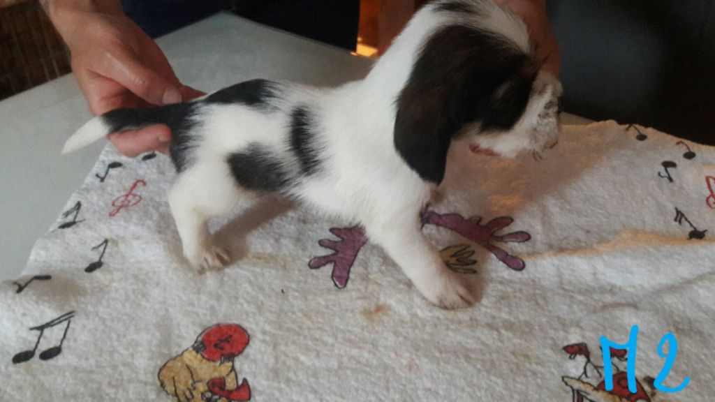 du Rocher des deux Frères - Petit Basset griffon vendeen - Portée née le 03/05/2018